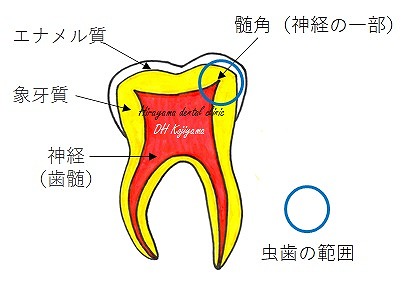 乳歯（特に奥歯）の特徴をご存知ですか？